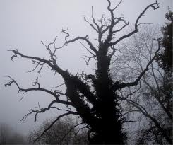 scary tree 2