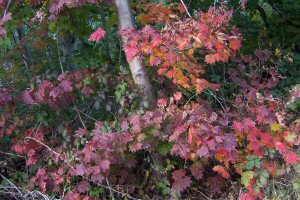 Autumn in the Lower Mainland.