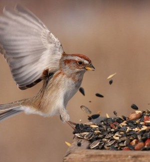 BirdFeeding-500