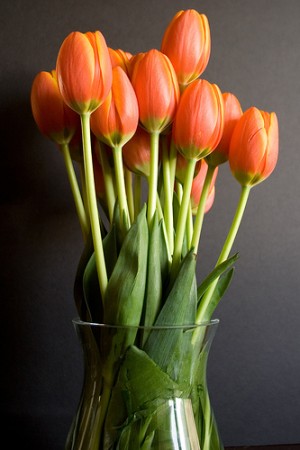 orange tulips